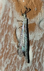 Clathroneuria coquilletti