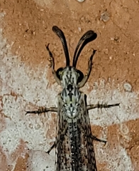 Clathroneuria coquilletti