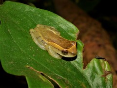 Dendropsophus decipiens