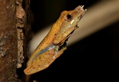 Dendropsophus branneri