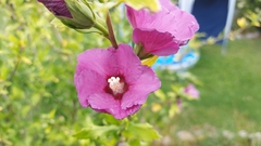 Hibiscus syriacus