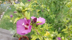 Hibiscus syriacus