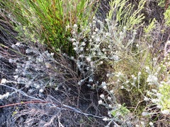 Amphithalea tomentosa