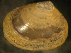 Ennucula grayi