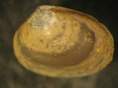 Ennucula grayi