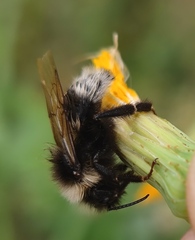 Bombus