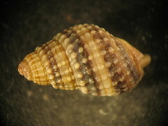 Nassarius coppingeri