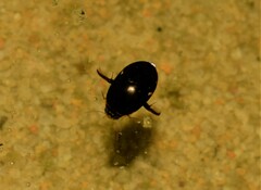 Thermonectus