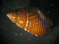 Nassarius gayii