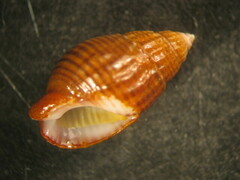 Nassarius gayii