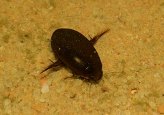 Megadytes