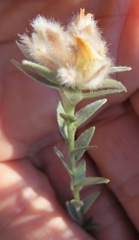 Amphithalea tomentosa