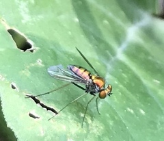 Condylostylus comatus