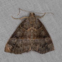 Hypena deceptalis