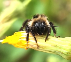 Bombus