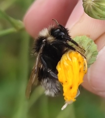 Bombus