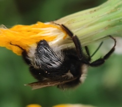Bombus