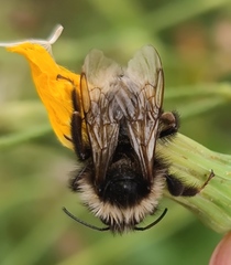 Bombus