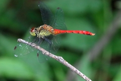 Sympetrum eroticum