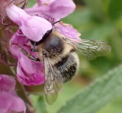 Anthophora furcata