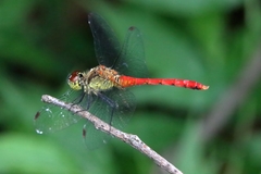 Sympetrum eroticum