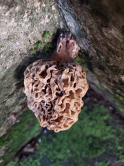 Morchella