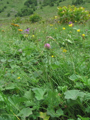 Chaerophyllum roseum