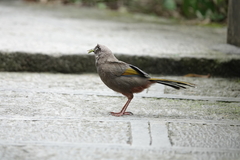 Trochalopteron elliotii