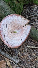 Lactarius subpurpureus