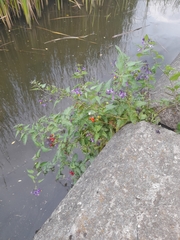 Solanum dulcamara