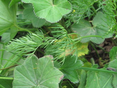 Chaerophyllum roseum