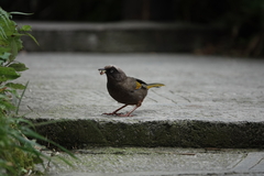 Trochalopteron elliotii