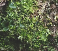 Calypogeia arguta
