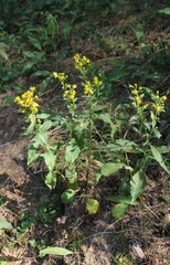 Solidago virgaurea