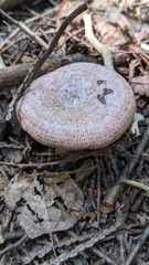 Lactarius subpurpureus