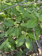 Euonymus