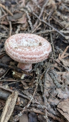 Lactarius subpurpureus