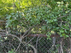 Euonymus