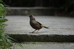 Trochalopteron elliotii