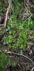 Calypogeia arguta
