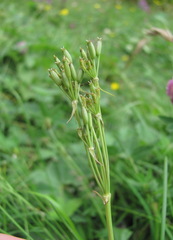 Chaerophyllum roseum