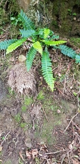 Calypogeia arguta