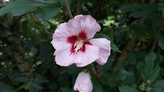 Hibiscus syriacus