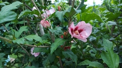 Hibiscus syriacus