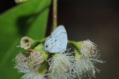 Hypolycaena kina