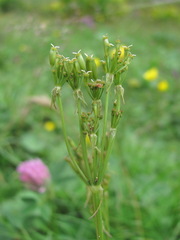 Chaerophyllum roseum