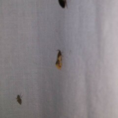 Epicallima argenticinctella