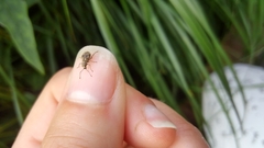 Calomycterus setarius