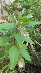 Phytolacca americana