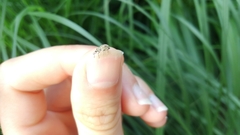 Calomycterus setarius